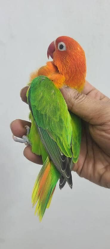 Green opline breeder female