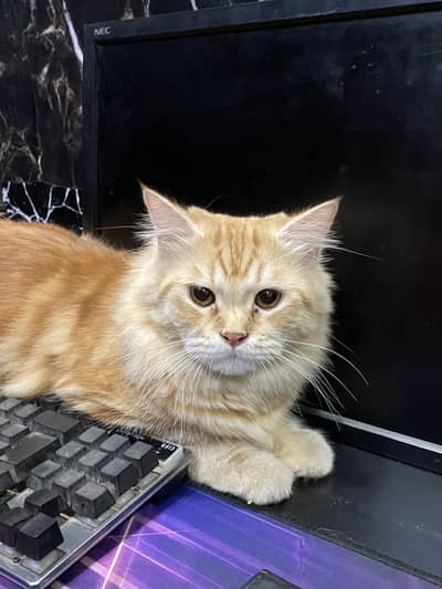 Persian Orange Cat Triple Coat Full On Heat Ready To Mating