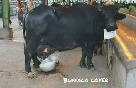 pure milk khalase dood 250 RS kilo Gram