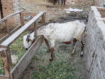 female goat for sale
