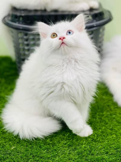 Lovely Kittens Looking for Home With Different Prices