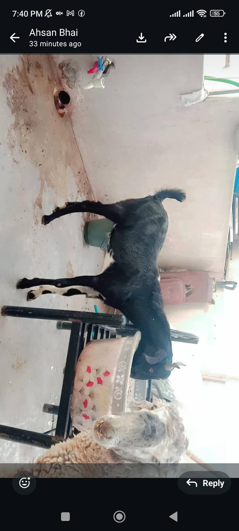 Bakra 1