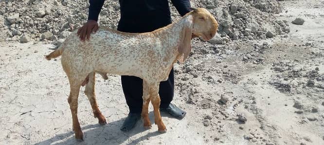 desi Bakra for sale03405796364