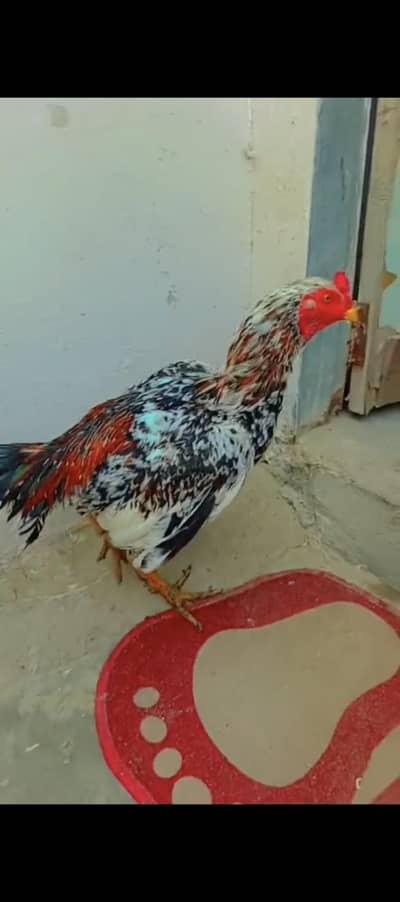 Mia wali breeder male one eyes or china patha