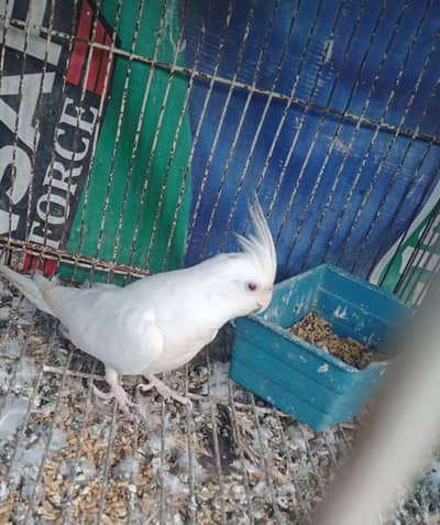 cocktail red eyes breeder for sale