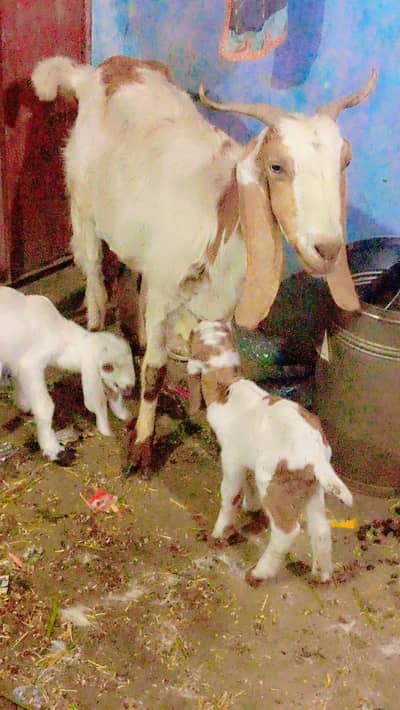 1 kg dud 2 bacha nar for sale