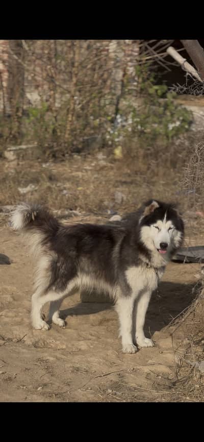 Siberian husky dog male