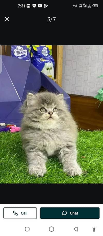 Persian cat for sale male or femalesale my WhatsApp number 03437896662