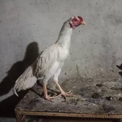 Heera Aseel Almost 01 Year Male