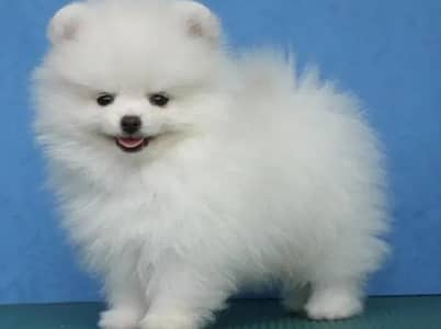 Pomeranian puppies 03425137217