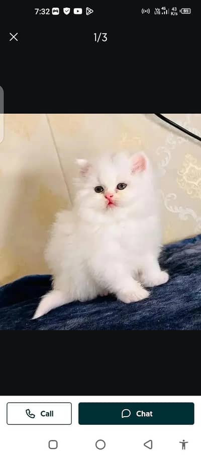 Persian cat for sale male or femalesale my WhatsApp number 03437896662