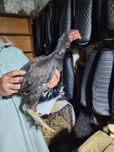 aseel Thai for sale full teyar