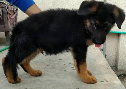 German shepherd puppy pair