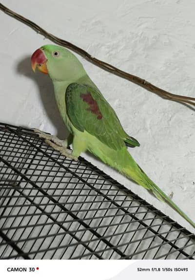 Kashmiri raw parrot for sale
