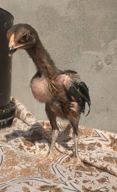 Munasib kimat waly important checks quality ki garanti