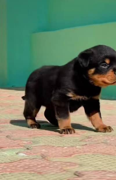 Rottweiler puppy male for sale 0309=0097784