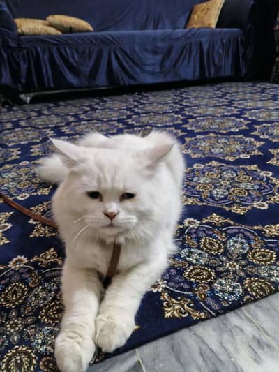 cute cat  male Persian