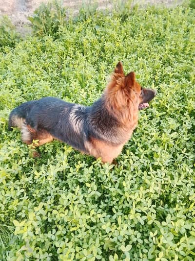 German shepherd female