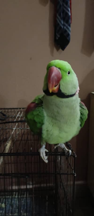 Fully Tame Friendly Raw Breader Mail