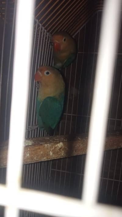 03017974350 calling par blue splet  hy active jora ok hy urgent sell