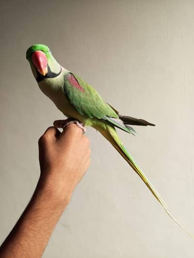 raw parrot male