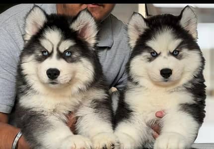 Siberian husky dog for sale 8 month age Whatsapp no 03222352063