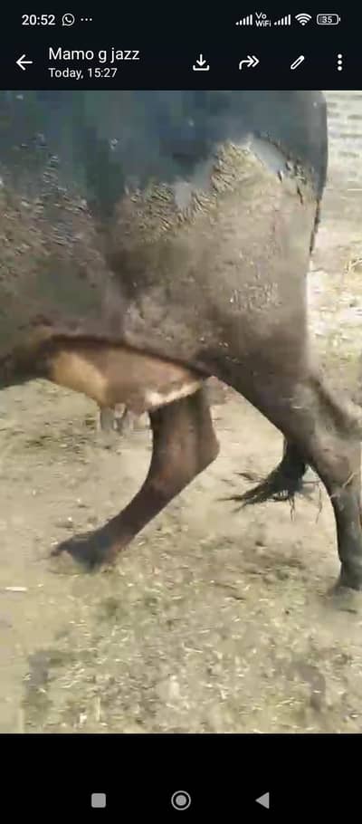 cow for sale contact number 03320612776 call and what ap 03014516462