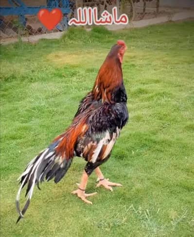 high quality high price