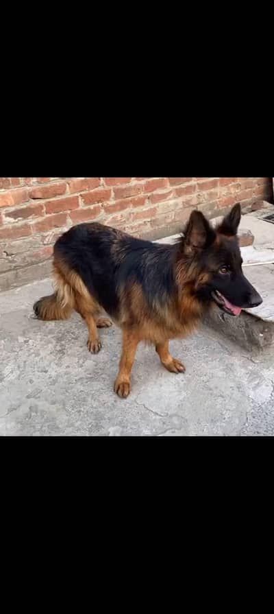 German shepherd female for sale 0309=0097784