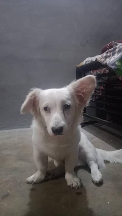 white color Russian dog 