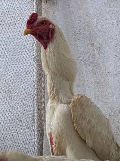 German White Aseel Shamo Pair