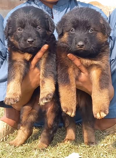 German Shepherd puppies for sale