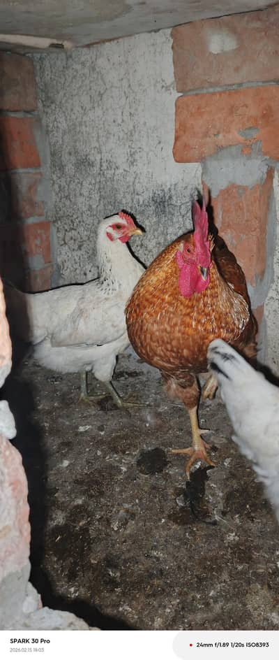 Desi Hen beautiful Ghar ki pali