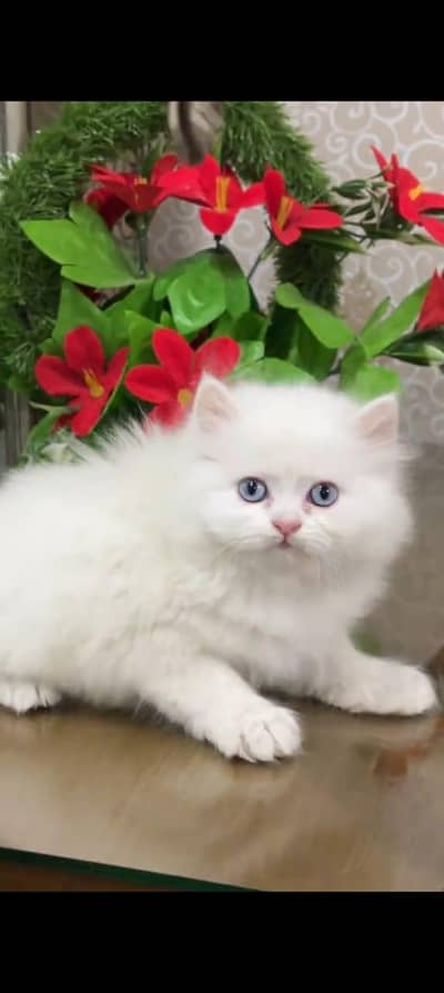 pure persian cats vaccinated triple coated WhatsApp 03317823482