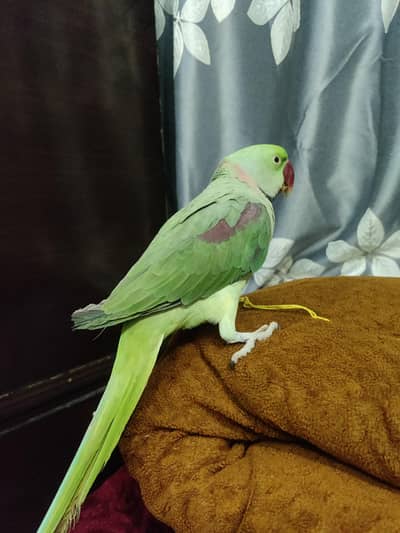 Full hand taime so frindly