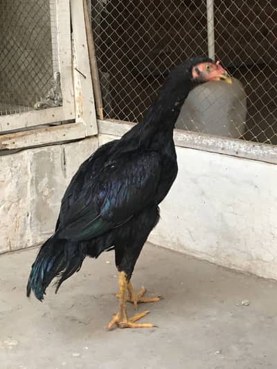 Aseel muskhi madi pathi for sale