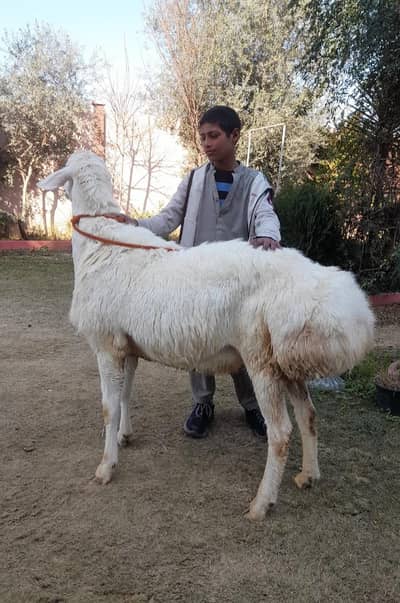 Talagangi | Dumba | White dumba