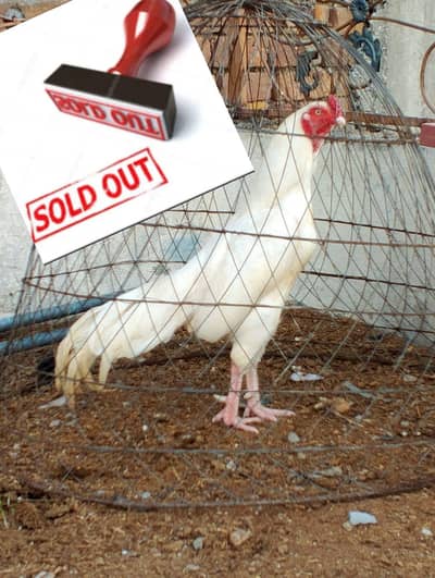 High Quality paper white