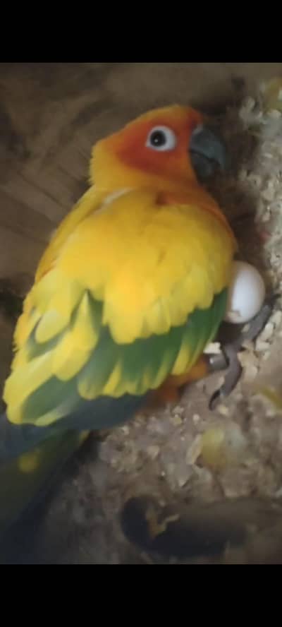 SUN CONURE BREADER PAIR WITH HISTORY VIDEO