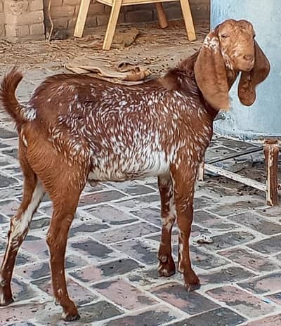 Pair Of Two Male Goats