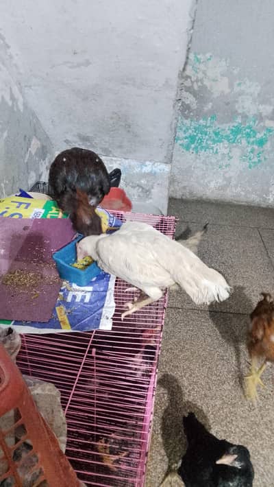 Heera Aseel for sale