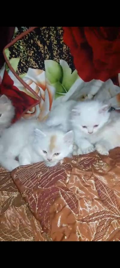 persion kittens for sale