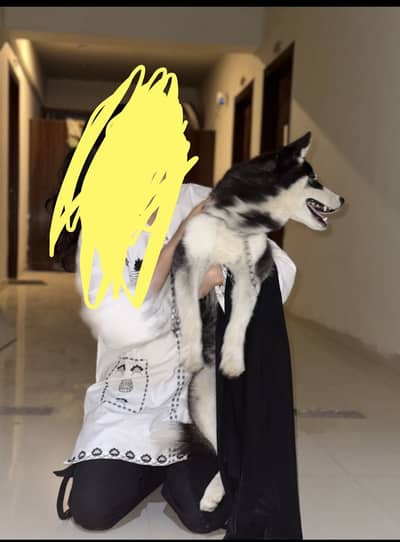 Husky Dog Full friendly and loving