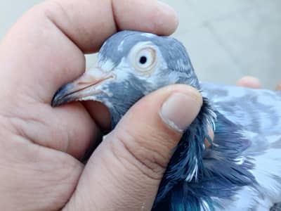 black teddy pathy pathian