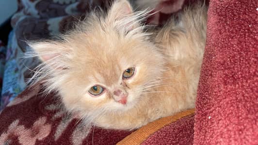 Brown persian female cat