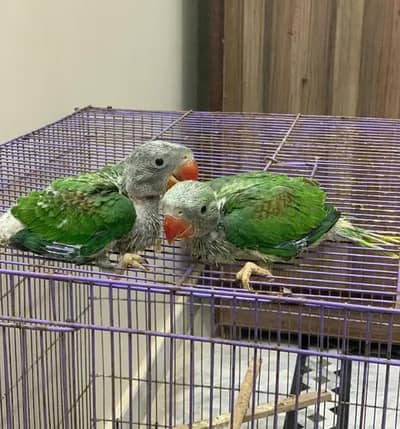 Kashmiri Raw Chicks Male Female