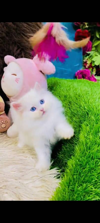 pure persian cats vaccinated triple coated WhatsApp 03317823482