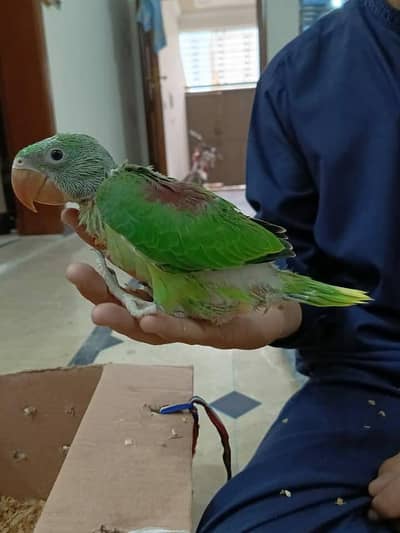 Kashmiri Raw Chick Male