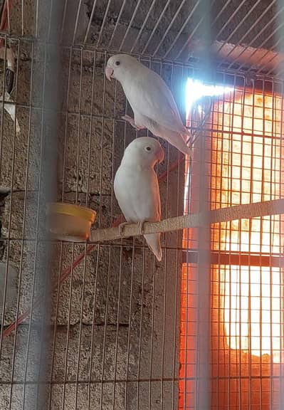 Albino Red eye & cremino Breeder pairs available