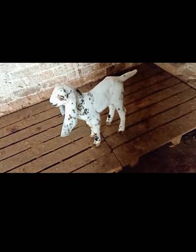 Pure beetal breeder quality male pair